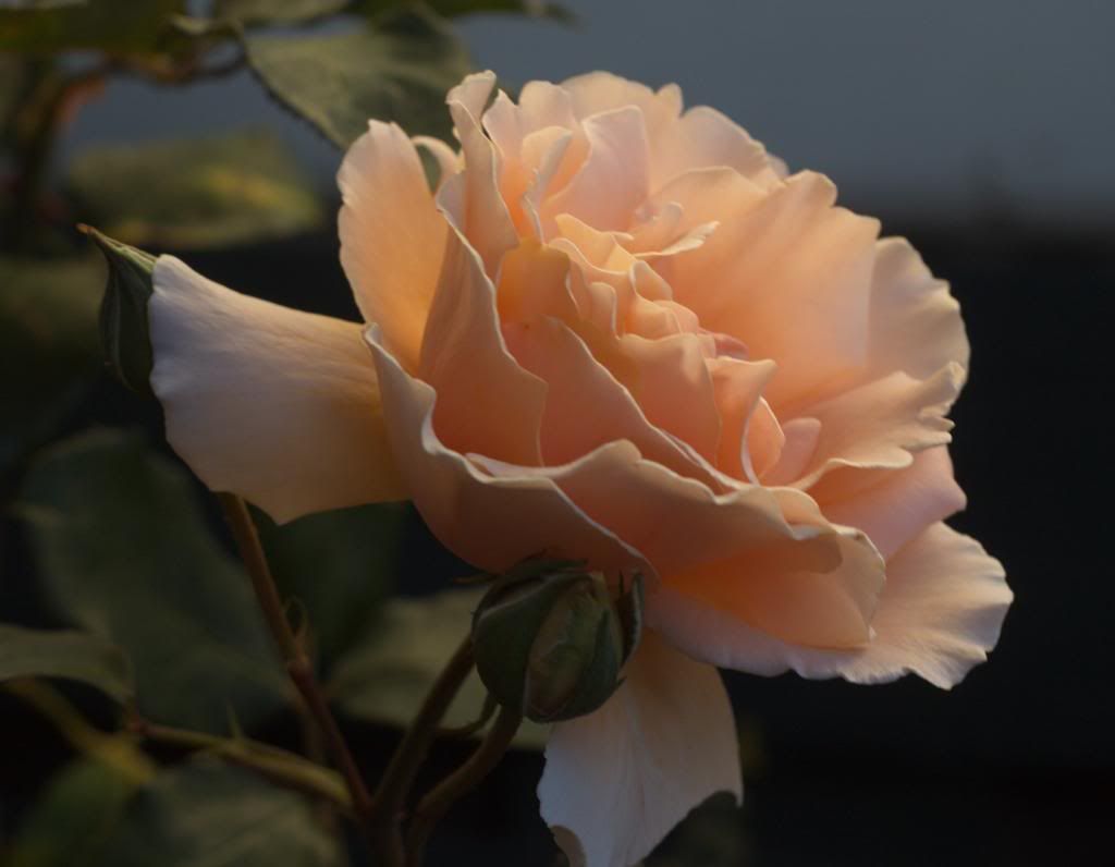  photo JustJoey_zps3270fd3b.jpg